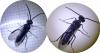 Dolerus sp.